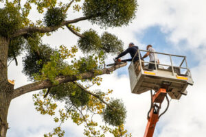 Tree Experts