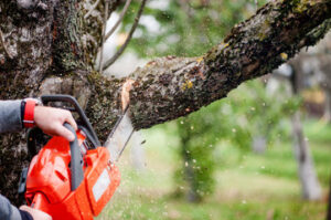 Tree Removal